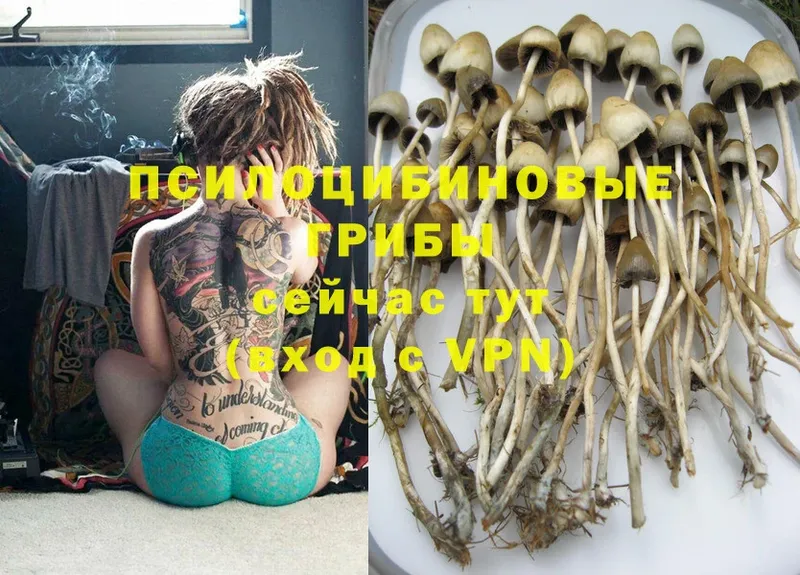 Псилоцибиновые грибы MAGIC MUSHROOMS  Котельниково 